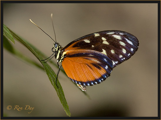 Butterfly (Heliconius)